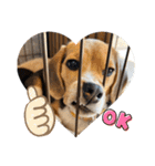 突然のかわいい犬（個別スタンプ：6）