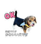 突然のかわいい犬（個別スタンプ：7）