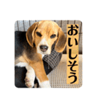 突然のかわいい犬（個別スタンプ：8）