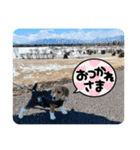 突然のかわいい犬（個別スタンプ：10）
