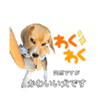 突然のかわいい犬（個別スタンプ：11）