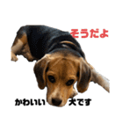 突然のかわいい犬（個別スタンプ：12）