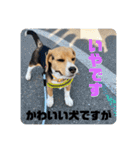突然のかわいい犬（個別スタンプ：13）