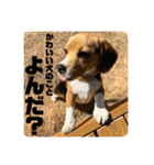 突然のかわいい犬（個別スタンプ：14）