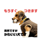 突然のかわいい犬（個別スタンプ：16）