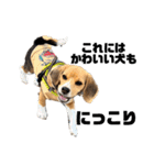 突然のかわいい犬（個別スタンプ：17）