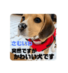 突然のかわいい犬（個別スタンプ：18）