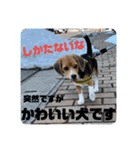 突然のかわいい犬（個別スタンプ：19）