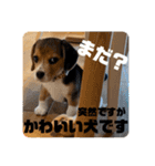 突然のかわいい犬（個別スタンプ：20）