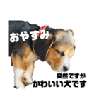 突然のかわいい犬（個別スタンプ：21）