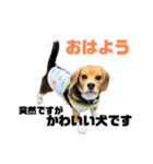 突然のかわいい犬（個別スタンプ：22）