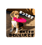 突然のかわいい犬（個別スタンプ：23）