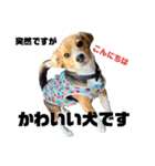 突然のかわいい犬（個別スタンプ：24）