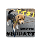 突然のかわいい犬（個別スタンプ：25）