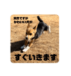 突然のかわいい犬（個別スタンプ：26）