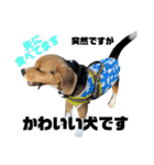 突然のかわいい犬（個別スタンプ：27）