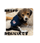 突然のかわいい犬（個別スタンプ：28）