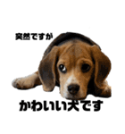 突然のかわいい犬（個別スタンプ：29）