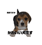 突然のかわいい犬（個別スタンプ：30）