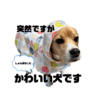 突然のかわいい犬（個別スタンプ：31）