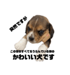 突然のかわいい犬（個別スタンプ：32）
