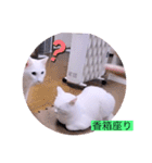 ツチノコとアザラシとねこーずの日常（個別スタンプ：6）