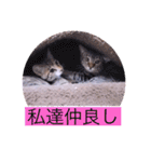 ツチノコとアザラシとねこーずの日常（個別スタンプ：18）