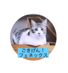 ツチノコとアザラシとねこーずの日常（個別スタンプ：27）