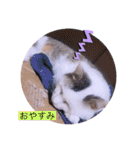 ツチノコとアザラシとねこーずの日常（個別スタンプ：28）