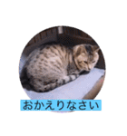 ツチノコとアザラシとねこーずの日常（個別スタンプ：40）