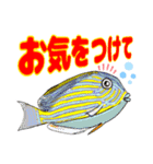 海水魚リロの仲間たち（個別スタンプ：6）