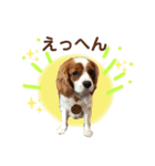 ブレン＆トライ！キャバリアスタンプ（個別スタンプ：2）