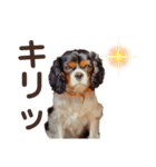 ブレン＆トライ！キャバリアスタンプ（個別スタンプ：3）