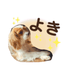 ブレン＆トライ！キャバリアスタンプ（個別スタンプ：4）