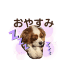 ブレン＆トライ！キャバリアスタンプ（個別スタンプ：6）