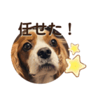ブレン＆トライ！キャバリアスタンプ（個別スタンプ：17）
