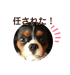 ブレン＆トライ！キャバリアスタンプ（個別スタンプ：18）