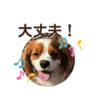 ブレン＆トライ！キャバリアスタンプ（個別スタンプ：20）