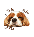 ブレン＆トライ！キャバリアスタンプ（個別スタンプ：22）
