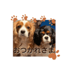 ブレン＆トライ！キャバリアスタンプ（個別スタンプ：24）