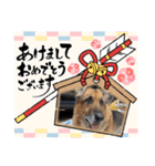 ジャーマンシェパード 2（個別スタンプ：15）