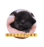 ガッシーねこーすの日常（個別スタンプ：1）