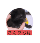 ガッシーねこーすの日常（個別スタンプ：2）
