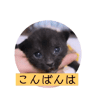 ガッシーねこーすの日常（個別スタンプ：3）