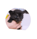 ガッシーねこーすの日常（個別スタンプ：6）