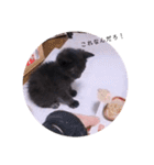 ガッシーねこーすの日常（個別スタンプ：8）