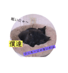 ガッシーねこーすの日常（個別スタンプ：11）