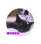 ガッシーねこーすの日常（個別スタンプ：12）