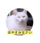 ガッシーねこーすの日常（個別スタンプ：13）