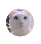 ガッシーねこーすの日常（個別スタンプ：14）